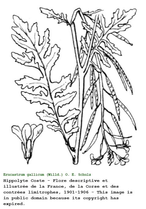 Erucastrum gallicum (Willd.) O. E. Schulz
